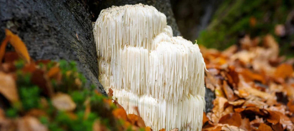 Activating Focus With Lions Mane Mushroom