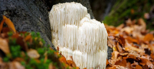 Activating Focus With Lions Mane Mushroom